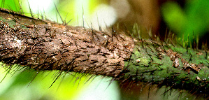  ( - BioBot01540)  @11 [ ] CreativeCommons - Attribution Non-Commercial Share-Alike (2010) Daniel H. Janzen Guanacaste Dry Forest Conservation Fund