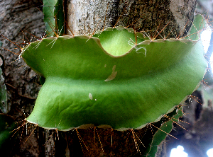  ( - BioBot01566)  @11 [ ] CreativeCommons - Attribution Non-Commercial Share-Alike (2010) Daniel H. Janzen Guanacaste Dry Forest Conservation Fund