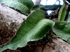  ( - BioBot01566)  @11 [ ] CreativeCommons - Attribution Non-Commercial Share-Alike (2010) Daniel H. Janzen Guanacaste Dry Forest Conservation Fund