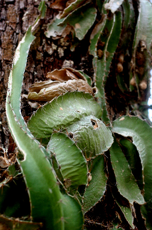  ( - BioBot01567)  @11 [ ] CreativeCommons - Attribution Non-Commercial Share-Alike (2010) Daniel H. Janzen Guanacaste Dry Forest Conservation Fund