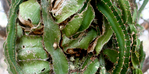  ( - BioBot01567)  @11 [ ] CreativeCommons - Attribution Non-Commercial Share-Alike (2010) Daniel H. Janzen Guanacaste Dry Forest Conservation Fund