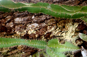  ( - BioBot01567)  @11 [ ] CreativeCommons - Attribution Non-Commercial Share-Alike (2010) Daniel H. Janzen Guanacaste Dry Forest Conservation Fund