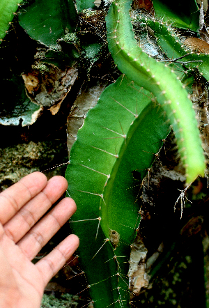  ( - BioBot01568)  @11 [ ] CreativeCommons - Attribution Non-Commercial Share-Alike (2010) Daniel H. Janzen Guanacaste Dry Forest Conservation Fund