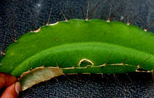  ( - BioBot01568)  @11 [ ] CreativeCommons - Attribution Non-Commercial Share-Alike (2010) Daniel H. Janzen Guanacaste Dry Forest Conservation Fund