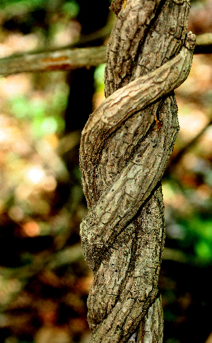  (Aristolochia tonduzii - BioBot01569)  @11 [ ] CreativeCommons - Attribution Non-Commercial Share-Alike (2010) Daniel H. Janzen Guanacaste Dry Forest Conservation Fund
