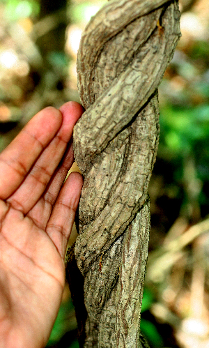  ( - BioBot01569)  @11 [ ] CreativeCommons - Attribution Non-Commercial Share-Alike (2010) Daniel H. Janzen Guanacaste Dry Forest Conservation Fund