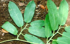  ( - BioBot01569)  @11 [ ] CreativeCommons - Attribution Non-Commercial Share-Alike (2010) Daniel H. Janzen Guanacaste Dry Forest Conservation Fund