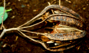  ( - BioBot01569)  @11 [ ] CreativeCommons - Attribution Non-Commercial Share-Alike (2010) Daniel H. Janzen Guanacaste Dry Forest Conservation Fund