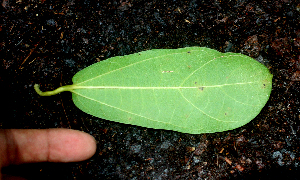  ( - BioBot01570)  @11 [ ] CreativeCommons - Attribution Non-Commercial Share-Alike (2010) Daniel H. Janzen Guanacaste Dry Forest Conservation Fund