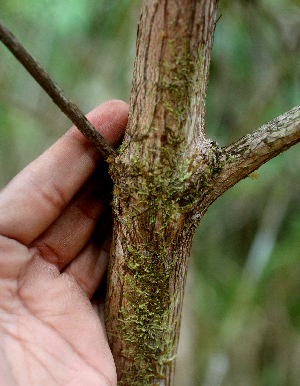  (Vismia baccifera - BioBot01575)  @11 [ ] CreativeCommons - Attribution Non-Commercial Share-Alike (2010) Daniel H. Janzen Guanacaste Dry Forest Conservation Fund