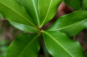  ( - BioBot01578)  @11 [ ] CreativeCommons - Attribution Non-Commercial Share-Alike (2010) Daniel H. Janzen Guanacaste Dry Forest Conservation Fund