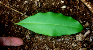  ( - BioBot01578)  @11 [ ] CreativeCommons - Attribution Non-Commercial Share-Alike (2010) Daniel H. Janzen Guanacaste Dry Forest Conservation Fund