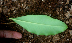  ( - BioBot01578)  @11 [ ] CreativeCommons - Attribution Non-Commercial Share-Alike (2010) Daniel H. Janzen Guanacaste Dry Forest Conservation Fund