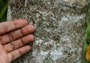  ( - BioBot01579)  @11 [ ] CreativeCommons - Attribution Non-Commercial Share-Alike (2010) Daniel H. Janzen Guanacaste Dry Forest Conservation Fund