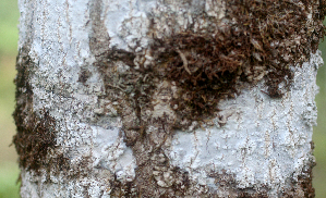  ( - BioBot01580)  @11 [ ] CreativeCommons - Attribution Non-Commercial Share-Alike (2010) Daniel H. Janzen Guanacaste Dry Forest Conservation Fund