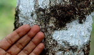  ( - BioBot01580)  @11 [ ] CreativeCommons - Attribution Non-Commercial Share-Alike (2010) Daniel H. Janzen Guanacaste Dry Forest Conservation Fund