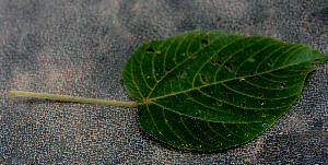 ( - BioBot01587)  @11 [ ] CreativeCommons - Attribution Non-Commercial Share-Alike (2010) Daniel H. Janzen Guanacaste Dry Forest Conservation Fund