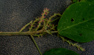  ( - BioBot01588)  @11 [ ] CreativeCommons - Attribution Non-Commercial Share-Alike (2010) Daniel H. Janzen Guanacaste Dry Forest Conservation Fund