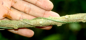  ( - BioBot01589)  @11 [ ] CreativeCommons - Attribution Non-Commercial Share-Alike (2010) Daniel H. Janzen Guanacaste Dry Forest Conservation Fund