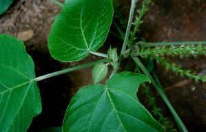  ( - BioBot01589)  @11 [ ] CreativeCommons - Attribution Non-Commercial Share-Alike (2010) Daniel H. Janzen Guanacaste Dry Forest Conservation Fund
