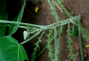  ( - BioBot01589)  @11 [ ] CreativeCommons - Attribution Non-Commercial Share-Alike (2010) Daniel H. Janzen Guanacaste Dry Forest Conservation Fund