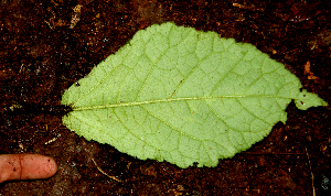  ( - BioBot01592)  @11 [ ] CreativeCommons - Attribution Non-Commercial Share-Alike (2010) Daniel H. Janzen Guanacaste Dry Forest Conservation Fund