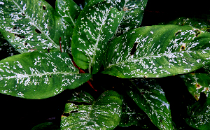  (Dieffenbachia oerstedii - BioBot01594)  @11 [ ] CreativeCommons - Attribution Non-Commercial Share-Alike (2010) Daniel H. Janzen Guanacaste Dry Forest Conservation Fund