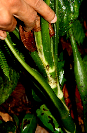  ( - BioBot01595)  @11 [ ] CreativeCommons - Attribution Non-Commercial Share-Alike (2010) Daniel H. Janzen Guanacaste Dry Forest Conservation Fund