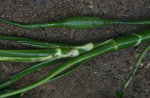  ( - BioBot01595)  @11 [ ] CreativeCommons - Attribution Non-Commercial Share-Alike (2010) Daniel H. Janzen Guanacaste Dry Forest Conservation Fund