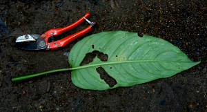  ( - BioBot01595)  @11 [ ] CreativeCommons - Attribution Non-Commercial Share-Alike (2010) Daniel H. Janzen Guanacaste Dry Forest Conservation Fund