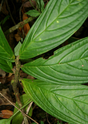  ( - BioBot01603)  @11 [ ] CreativeCommons - Attribution Non-Commercial Share-Alike (2010) Daniel H. Janzen Guanacaste Dry Forest Conservation Fund