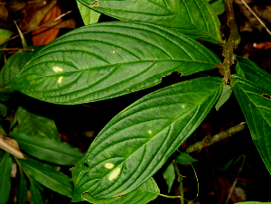  ( - BioBot01603)  @11 [ ] CreativeCommons - Attribution Non-Commercial Share-Alike (2010) Daniel H. Janzen Guanacaste Dry Forest Conservation Fund