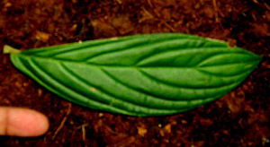  ( - BioBot01604)  @11 [ ] CreativeCommons - Attribution Non-Commercial Share-Alike (2010) Daniel H. Janzen Guanacaste Dry Forest Conservation Fund