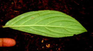  ( - BioBot01604)  @11 [ ] CreativeCommons - Attribution Non-Commercial Share-Alike (2010) Daniel H. Janzen Guanacaste Dry Forest Conservation Fund