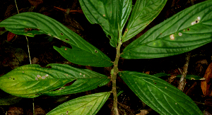  ( - BioBot01604)  @11 [ ] CreativeCommons - Attribution Non-Commercial Share-Alike (2010) Daniel H. Janzen Guanacaste Dry Forest Conservation Fund