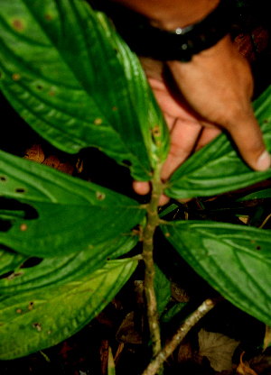  ( - BioBot01604)  @11 [ ] CreativeCommons - Attribution Non-Commercial Share-Alike (2010) Daniel H. Janzen Guanacaste Dry Forest Conservation Fund