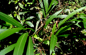  ( - BioBot01606)  @11 [ ] CreativeCommons - Attribution Non-Commercial Share-Alike (2010) Daniel H. Janzen Guanacaste Dry Forest Conservation Fund