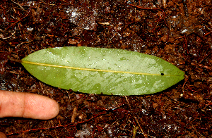  ( - BioBot01614)  @11 [ ] CreativeCommons - Attribution Non-Commercial Share-Alike (2010) Daniel H. Janzen Guanacaste Dry Forest Conservation Fund