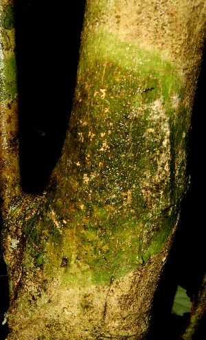  (Galipea granulosa - BioBot01621)  @11 [ ] CreativeCommons - Attribution Non-Commercial Share-Alike (2010) Daniel H. Janzen Guanacaste Dry Forest Conservation Fund