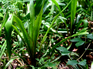  ( - BioBot01630)  @11 [ ] CreativeCommons - Attribution Non-Commercial Share-Alike (2010) Daniel H. Janzen Guanacaste Dry Forest Conservation Fund