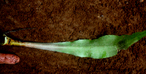  ( - BioBot01632)  @11 [ ] CreativeCommons - Attribution Non-Commercial Share-Alike (2010) Daniel H. Janzen Guanacaste Dry Forest Conservation Fund