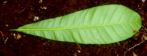  (Anacardium exelsum - BioBot01636)  @11 [ ] CreativeCommons - Attribution Non-Commercial Share-Alike (2010) Daniel H. Janzen Guanacaste Dry Forest Conservation Fund