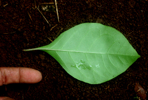  ( - BioBot01647)  @11 [ ] CreativeCommons - Attribution Non-Commercial Share-Alike (2010) Daniel H. Janzen Guanacaste Dry Forest Conservation Fund