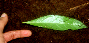  ( - BioBot01651)  @11 [ ] CreativeCommons - Attribution Non-Commercial Share-Alike (2010) Daniel H. Janzen Guanacaste Dry Forest Conservation Fund