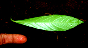  ( - BioBot01652)  @11 [ ] CreativeCommons - Attribution Non-Commercial Share-Alike (2010) Daniel H. Janzen Guanacaste Dry Forest Conservation Fund