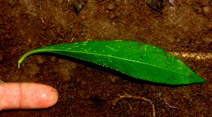  ( - BioBot01652)  @11 [ ] CreativeCommons - Attribution Non-Commercial Share-Alike (2010) Daniel H. Janzen Guanacaste Dry Forest Conservation Fund