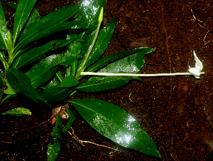  ( - BioBot01653)  @11 [ ] CreativeCommons - Attribution Non-Commercial Share-Alike (2010) Daniel H. Janzen Guanacaste Dry Forest Conservation Fund