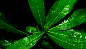  (Augusta - BioBot01653)  @11 [ ] CreativeCommons - Attribution Non-Commercial Share-Alike (2010) Daniel H. Janzen Guanacaste Dry Forest Conservation Fund