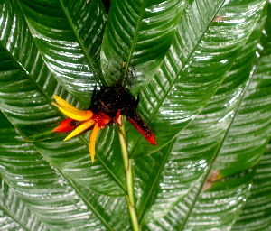  ( - BioBot01654)  @11 [ ] CreativeCommons - Attribution Non-Commercial Share-Alike (2010) Daniel H. Janzen Guanacaste Dry Forest Conservation Fund