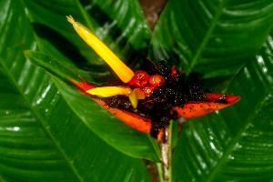  ( - BioBot01654)  @11 [ ] CreativeCommons - Attribution Non-Commercial Share-Alike (2010) Daniel H. Janzen Guanacaste Dry Forest Conservation Fund
